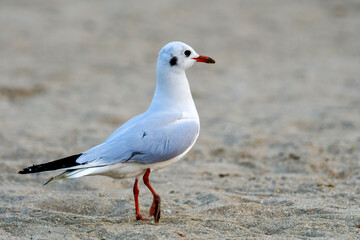 Seagull roaming around in beach in north goa