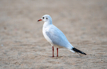Obraz premium seagull on the beach, marine drive, mumbai