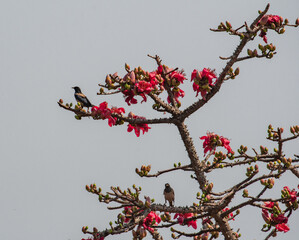 blossom in spring, north goa