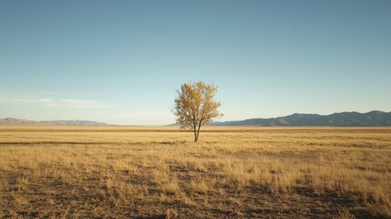 Fototapeta premium Lone tree in vast, golden steppe under clear sky.