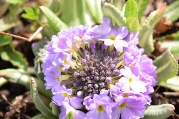 close up of a flower