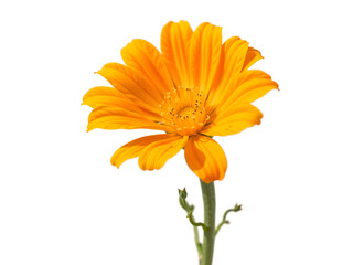 Single orange flower with green leaves on white, highlighting vibrant beauty and simplicity. Generative AI