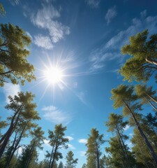 Obraz premium Hohe Baumkronen in einem blauen, sonnigen Himmel, blaues Wetter, hohe Pflanzen
