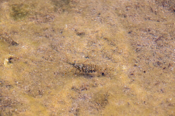 Palaemon: Aquatic Creature in the Wild