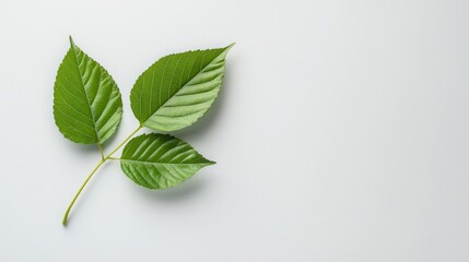ecofriendly design featuring a solar panel and green leaf on a white background, symbolizing sustainable business solutions