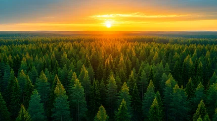 Aerial sunset view over vast pine forest