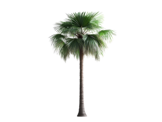 Isolated Palm tree with green and long leaves