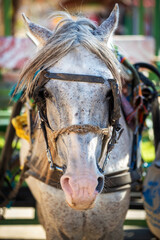 Fototapeta premium Charrette à cheval touristique à Tozeur