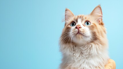 Obraz premium Curious cat looking up, blue background, pet portrait, website banner