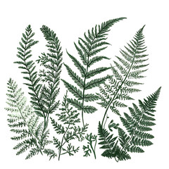 Flowers and leaves in pictures illustrator2D