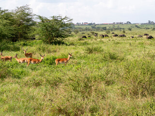 Fototapeta premium herd of deer