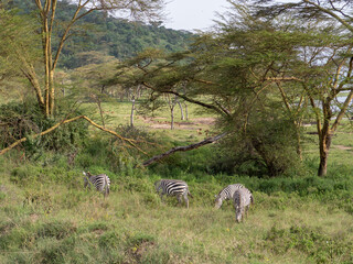zebras in the serengeti