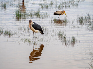 great blue heron ardea cinerea