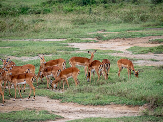 herd of deer in the savannah