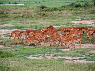 herd of deer in field