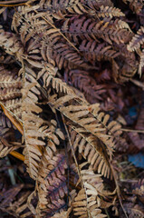 close-up of dry, brown fern fronds with intricate patterns and textures. High quality photo