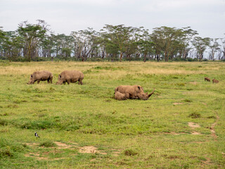 Fototapeta premium rhino in the wild