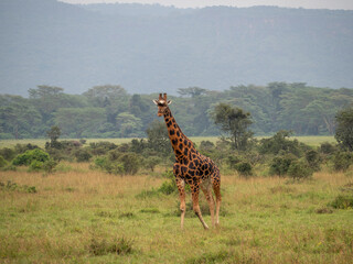 giraffe in kruger park, south africa