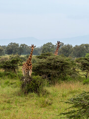giraffe in kruger park, south africa