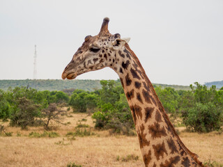 giraffe in kruger park, south africa