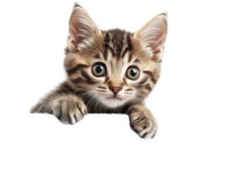 Isolated Gray Kitten Peeking Over Edge