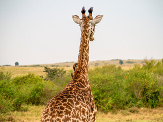 giraffe in the wild