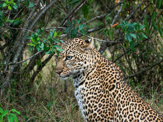 cheetah in the savannah