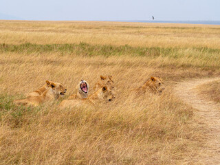 lionesses walking in the wild
