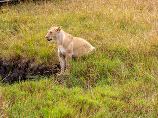 Obraz premium lionesses walking in the wild