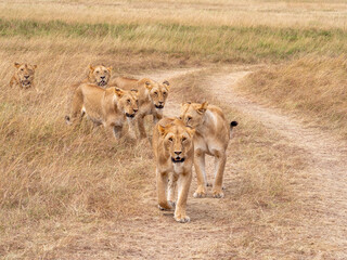 lionesses walking in the wild