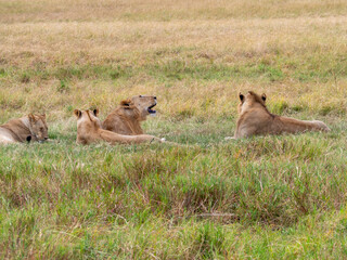 lionesses walking in the wild