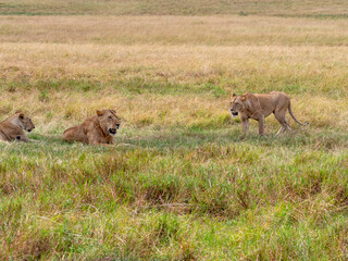 lionesses walking in the wild