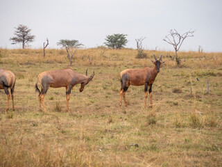 Safari in Kenya. Photographic safari in Serengeti, in The Savannah, Serengeti Tanzania National Park