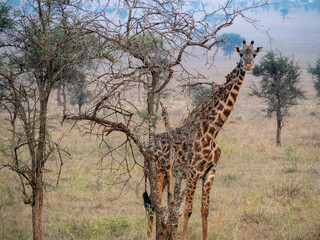 giraffe in serengeti national park