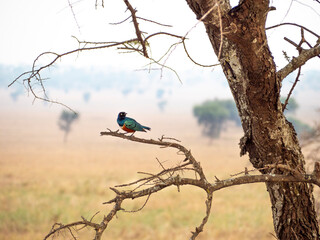 bird on a branch