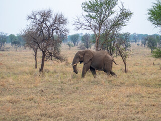 Fototapeta premium elephants in the savannah