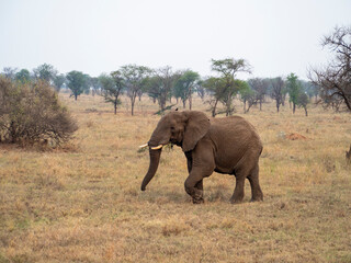 Obraz premium elephants in the savannah