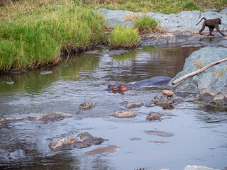 hippopotamus in the water in the lake of hippopotamus amphibian, bius river, kenya	