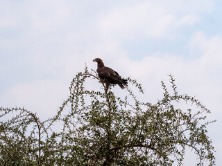 red tailed hawk