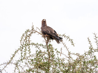 red tailed hawk perched on branch