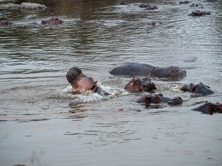 hippopotamus in the water in the lake of hippopotamus amphibian, bius river, kenya