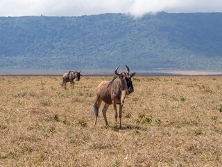 herd of wildebeest in the Masai Mara