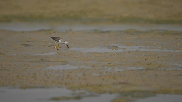 A single Terek Sandpiper , focused and engaged in foraging, stands on a shallow, textured mudflat.