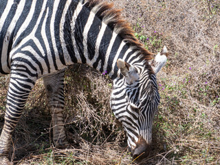 zebras and zebras in the african savanna