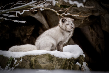 Obraz premium Polarfuchs im Winter