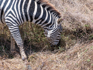 zebras and zebras in the african savanna