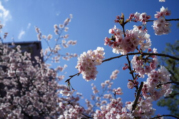 青空と桜