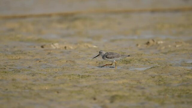 A single Terek Sandpiper , focused and engaged in foraging, stands on a shallow, textured mudflat.