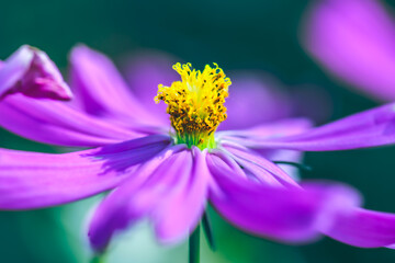 Flower Series : Macro shot of pink cosmos flower