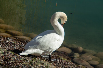 swan on the lake